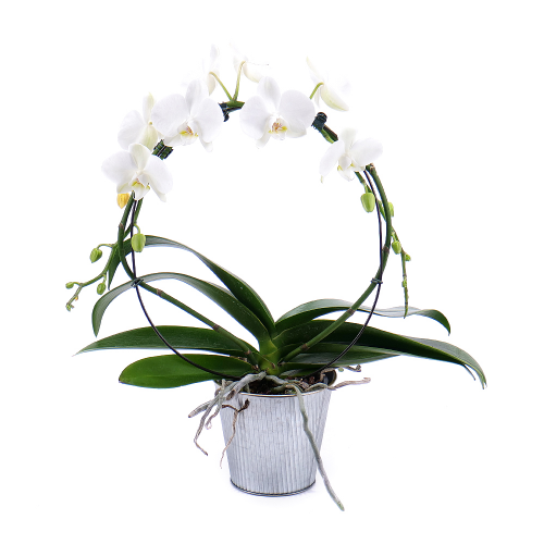 Biela orchidea v plechovom obale
