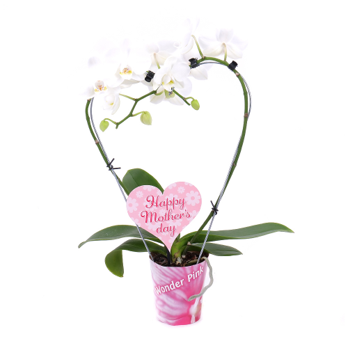 Biela orchidea v črepníku Happy Mother´s day