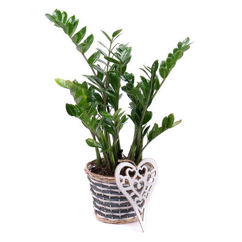 Zamioculcas v prútenom koši s dekoráciou