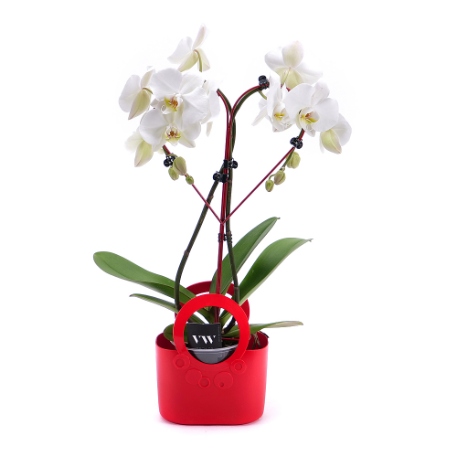 Orchidea v tvare srdca v plastovej taške