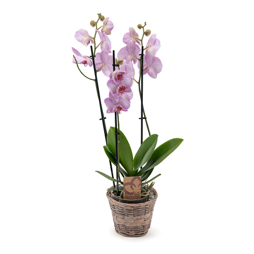 Fialová orchidea v prútenom obale