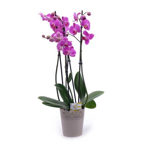 Fialová orchidea v plastovom obale