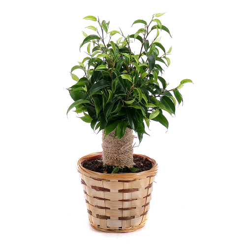 Ficus v prútenom košíku