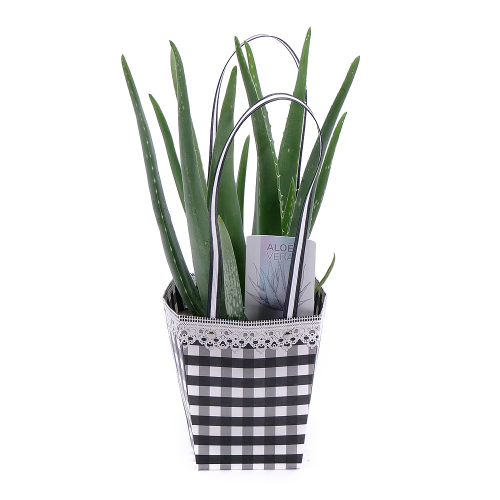 Aloe vera v papierovej taške