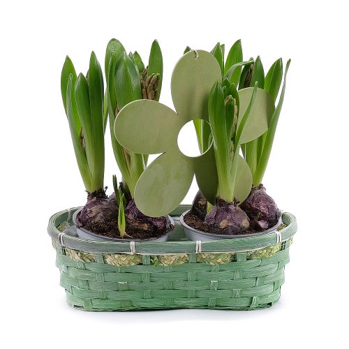 Duo hyacinty v prútenom obale s dekoráciou