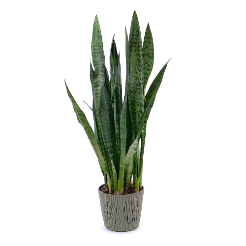 Sansevieria v plastovom obale