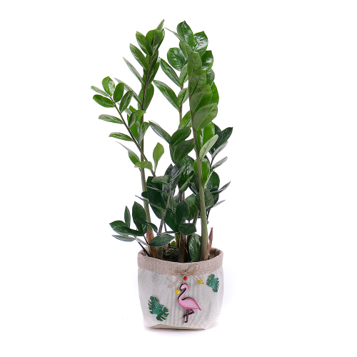 Zamioculcas v jutovom obale