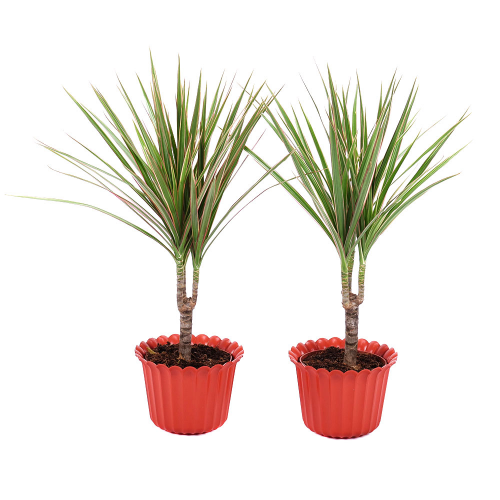 Duo dracena v plastovom obale