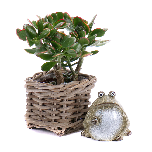 Crassula v prútenom obale s dekoráciou