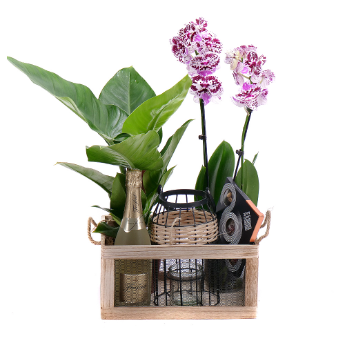 Darčekový set drevený box, philodendron a orchidea