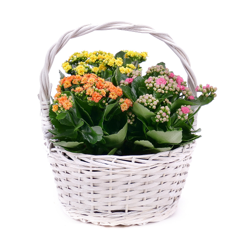 Trio kalanchoe v prútenom košíku