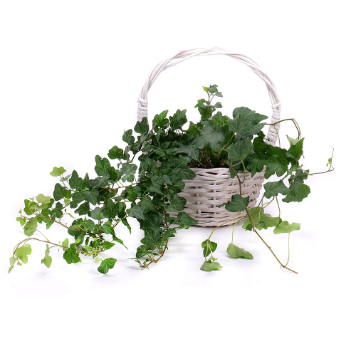 Hedera v prútenom košíku