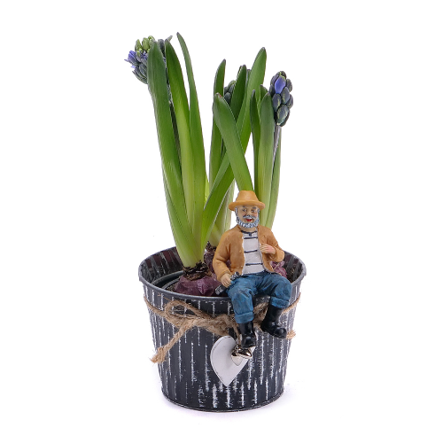 Hyacinty v plechovom obale 2