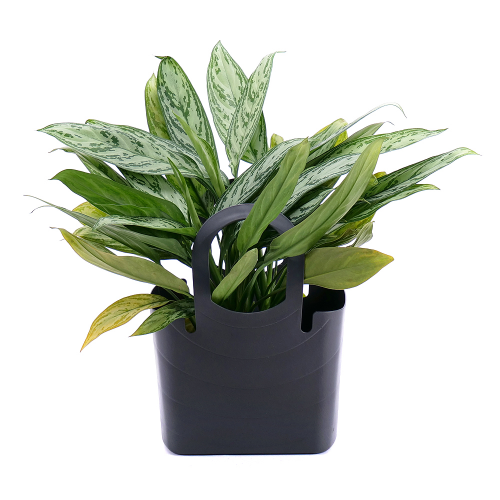 Aglaonema silver v plastovej taške