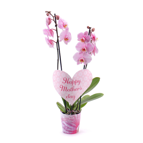 Orchidea ružová Mothers day crep