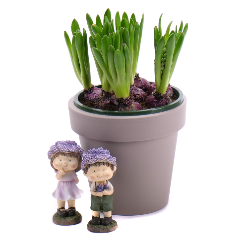 Hyacinty v plastovom obale s dekoráciou