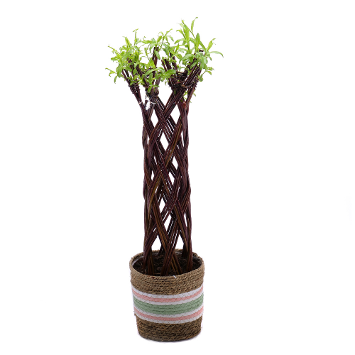 Salix v ratanovom obale