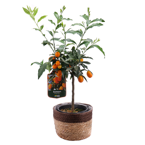 Kumquat v ratanovom obale