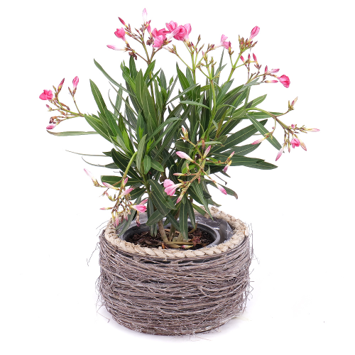 Oleander v prútenom obale