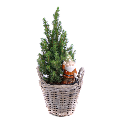 Picea conica v prútenom košíku s dekoráciou 2