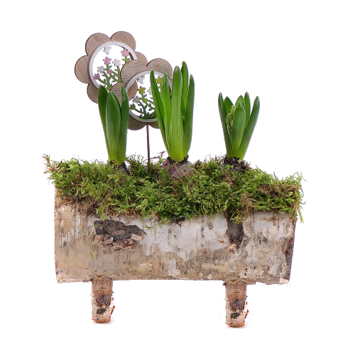 Hyacinty v drevenom obale s dekoráciou 2