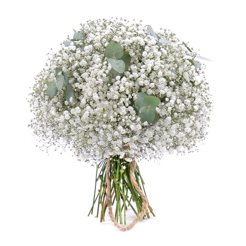 Kytica gypsophila a eukalyptus