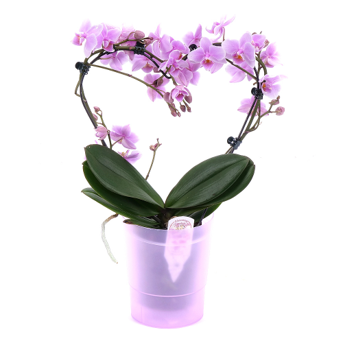 Ružová orchidea v plastovom obale
