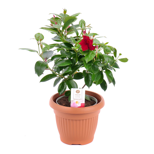 Mandevilla v plastovom obale