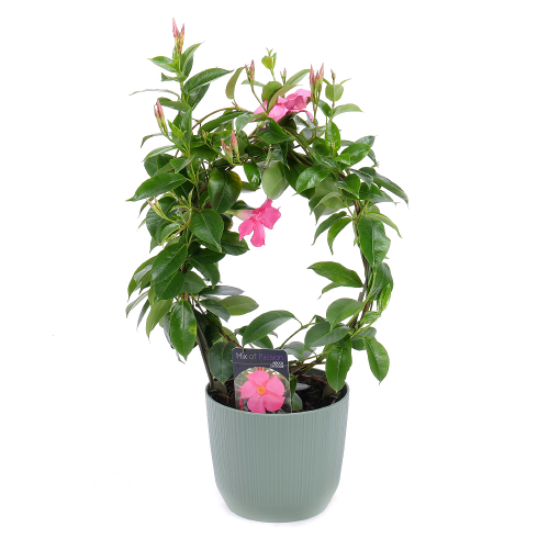 Mandevilla v plastovom obale