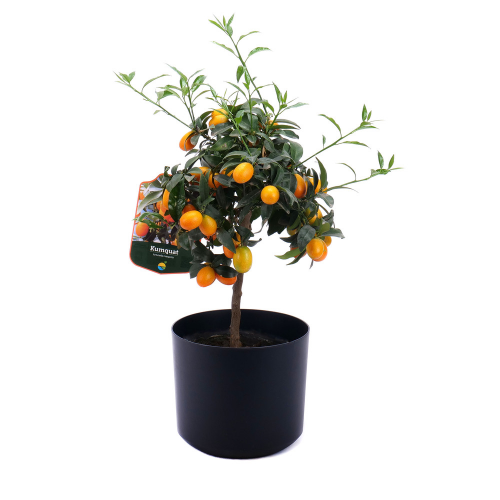 Kumquat v plastovom obale