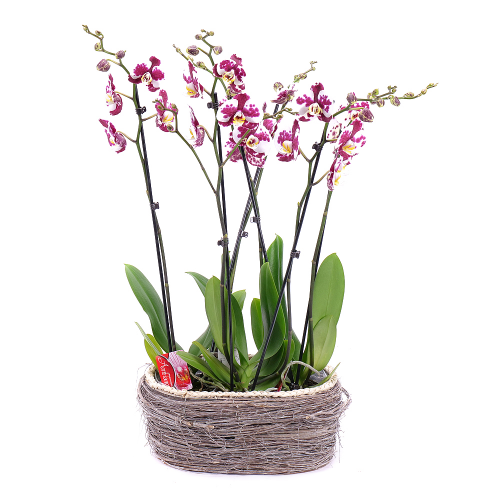 Trio tigrovaná orchidea v prútenom obale