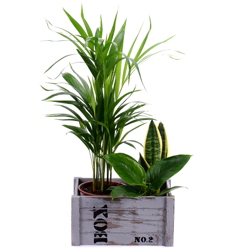 Darčekový set drevený box mix izbových rastlín