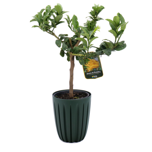 Citrus Budhova ruka v plastovom obale