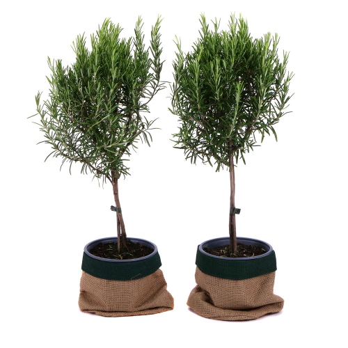 Duo rozmarín v jutovom obale