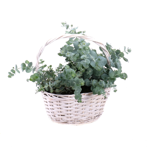 Eukalyptus v prútenom košíku