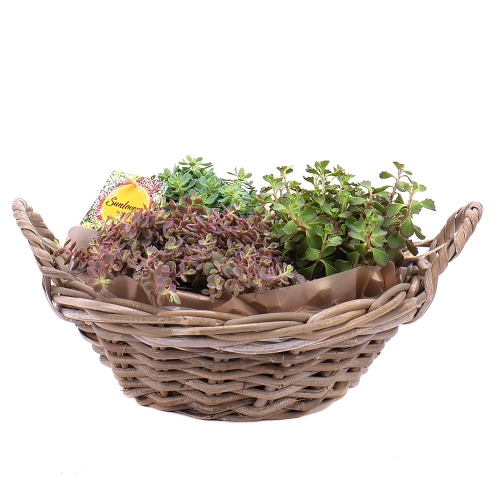 Sedum v prútenom obale
