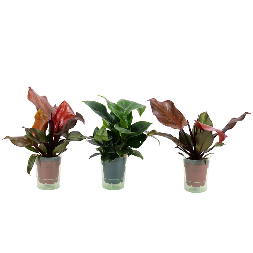 Trio philodendron v plastovom obale