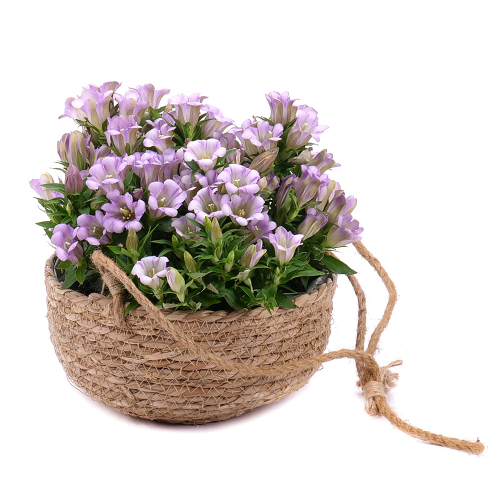 Gentiana v ratanovom obale