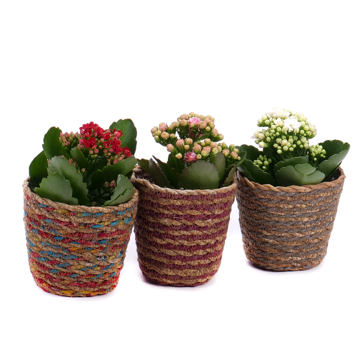 Trio kalanchoe v prútenom obale