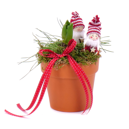 Hyacint v keramickom obale s dekoráciou