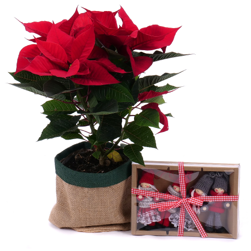 Vianočná ruža v jutovom obale s dekoráciou