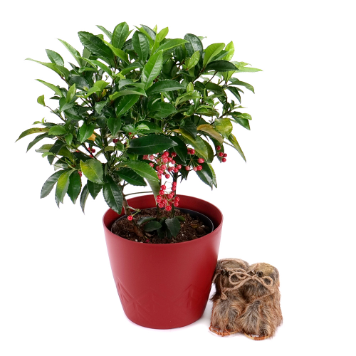 Ardisia v plastovom obale s dekoráciou