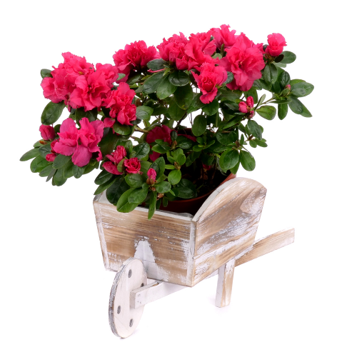 Azalka v drevenom fúriku