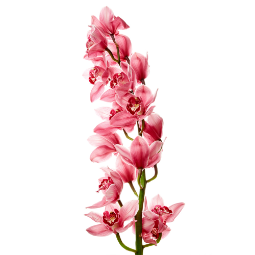 Cymbidium ružové rez