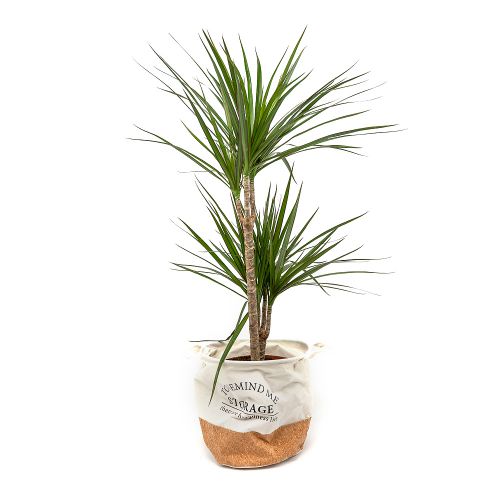 Dracena v dekoračnom obale