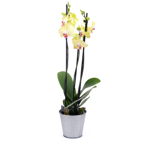 Žltá orchidea v plechovom obale