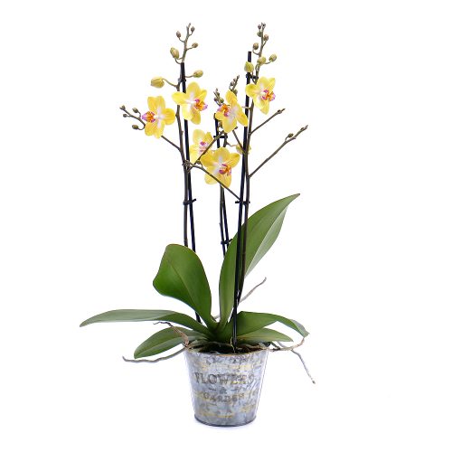 Žltá orchidea v plechovom obale