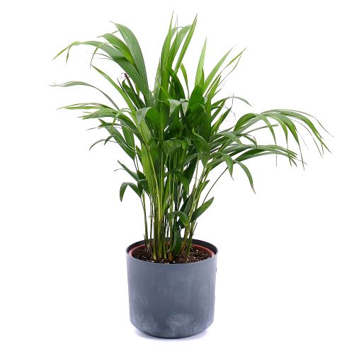 Palma dypsis v plastovom obale