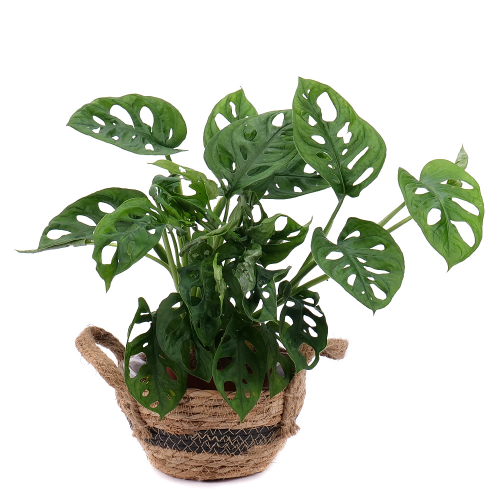 Monstera v ratanovom obale