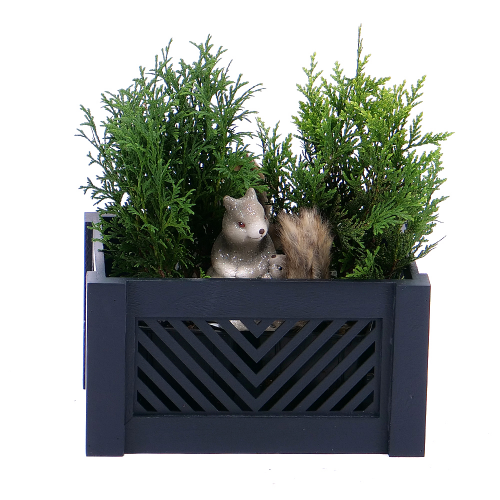 Duo thuja conifer v drevenom boxe s dekoráciou
